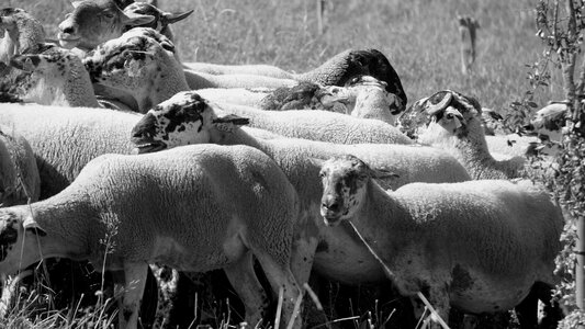 Lamb animal farm animal photo