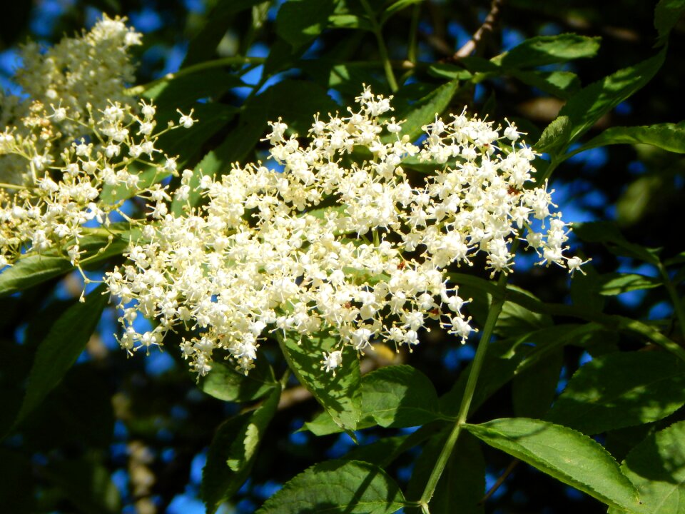 Medicinal plant white bush