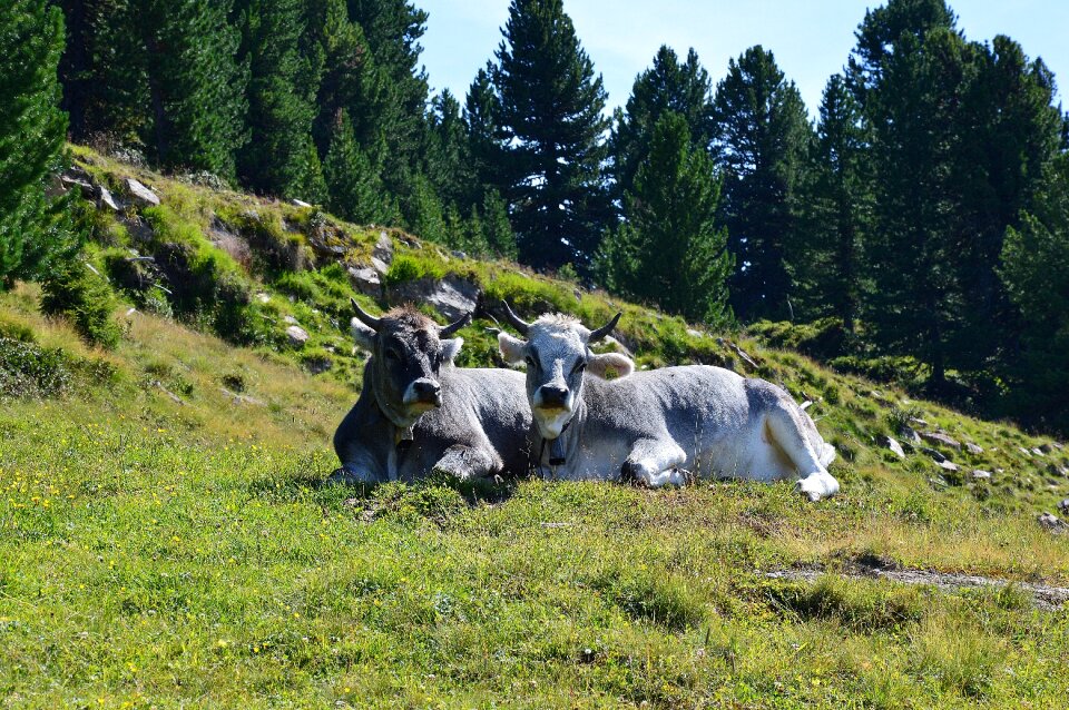 Tyrol austria love photo