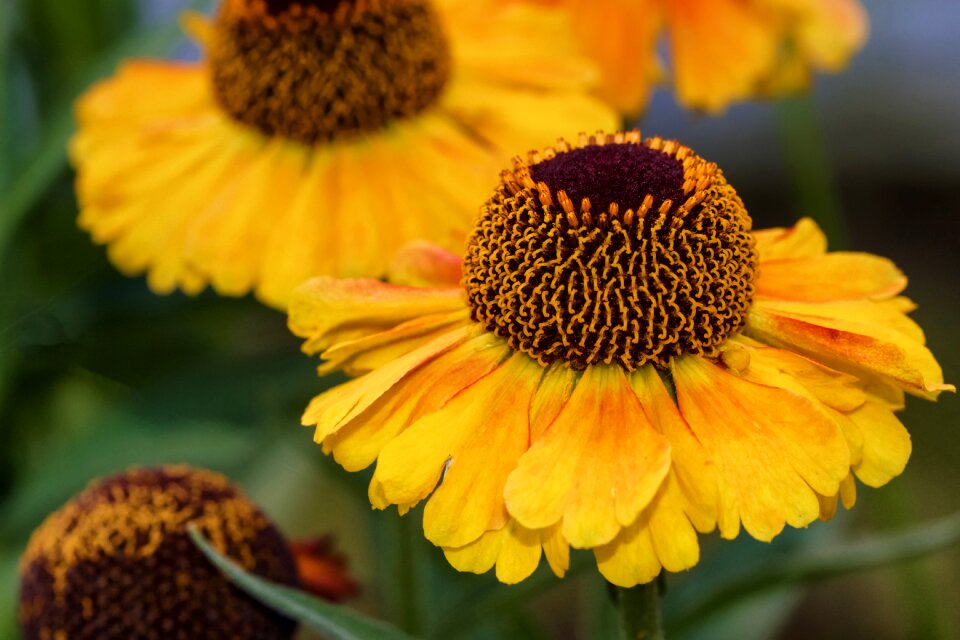 Tubular blooms flower yellow