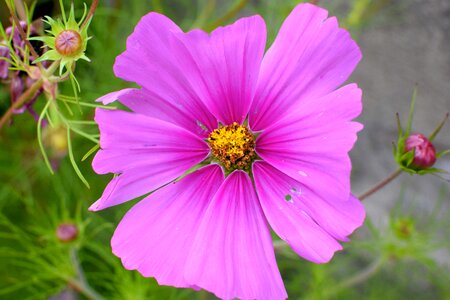 Beautiful körbchen pink nature photo