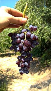Grape vegetarian diet