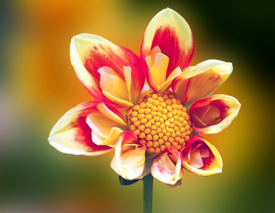 Bloom yellow dahlia