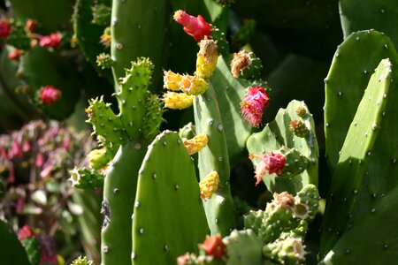 Plant green dessert