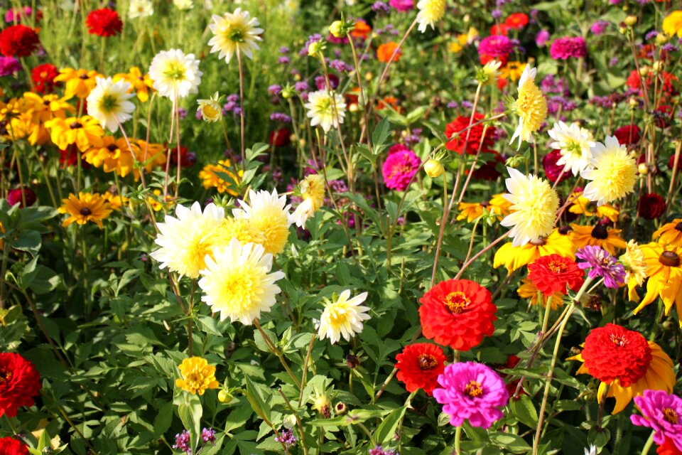 Flower meadow country garden show colorful