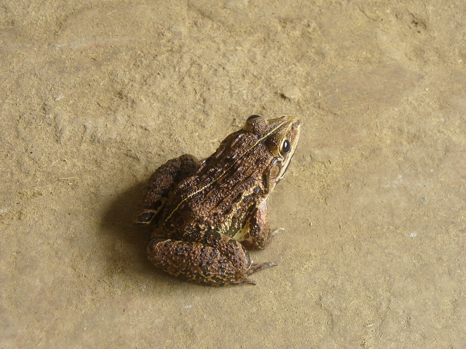 Animal nature creature
