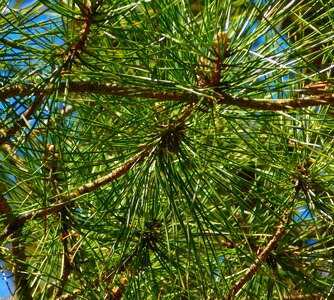 Branch conifers green photo