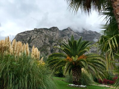 Palm fronds mediterranean nature photo