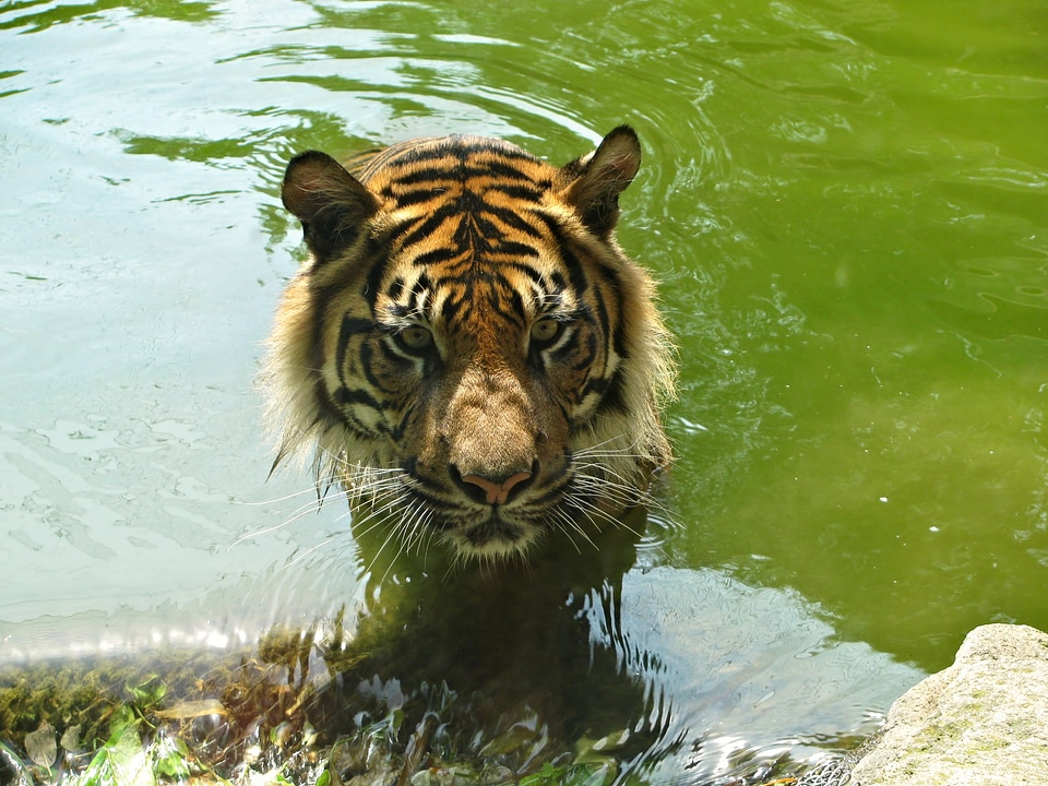 Cat face animal zoo