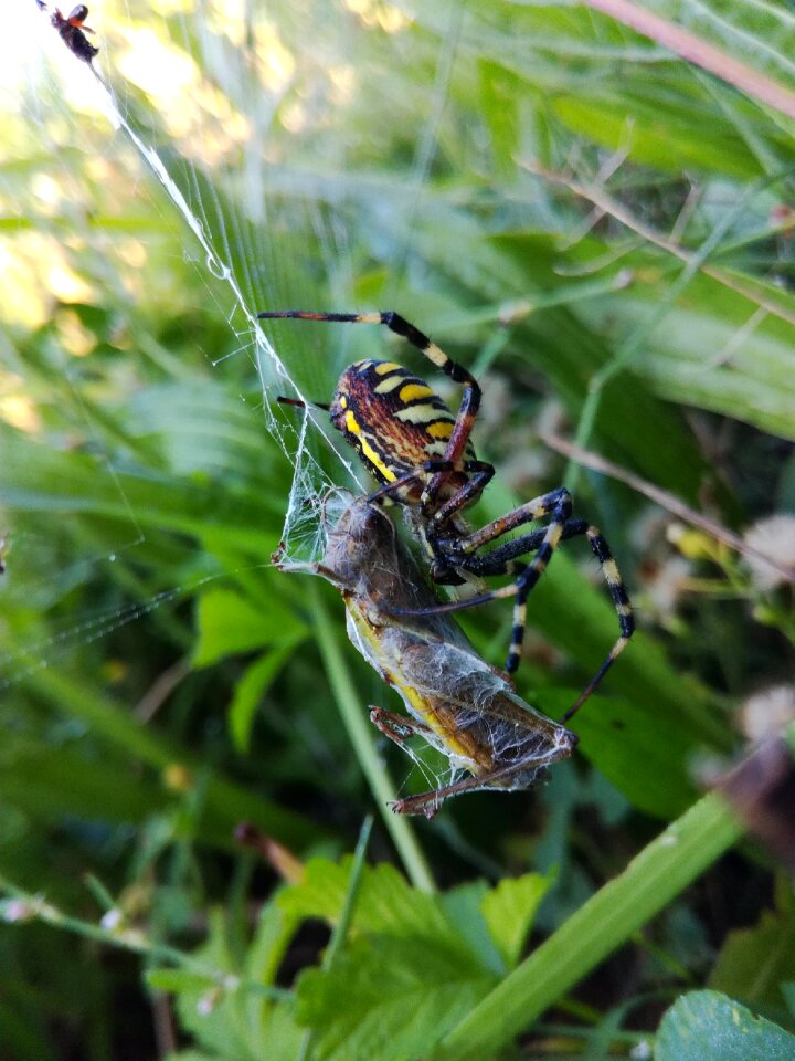 Nature striped toxic