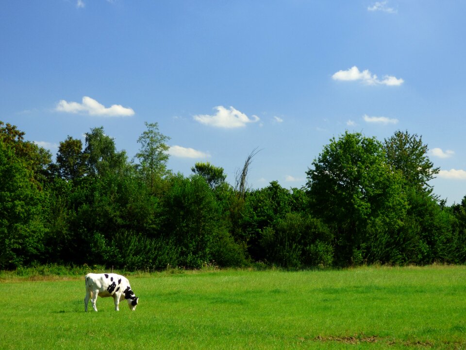 Graze lonely meadow