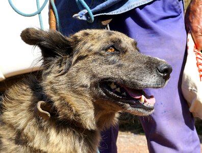 Sitting dog animals obedient dog photo