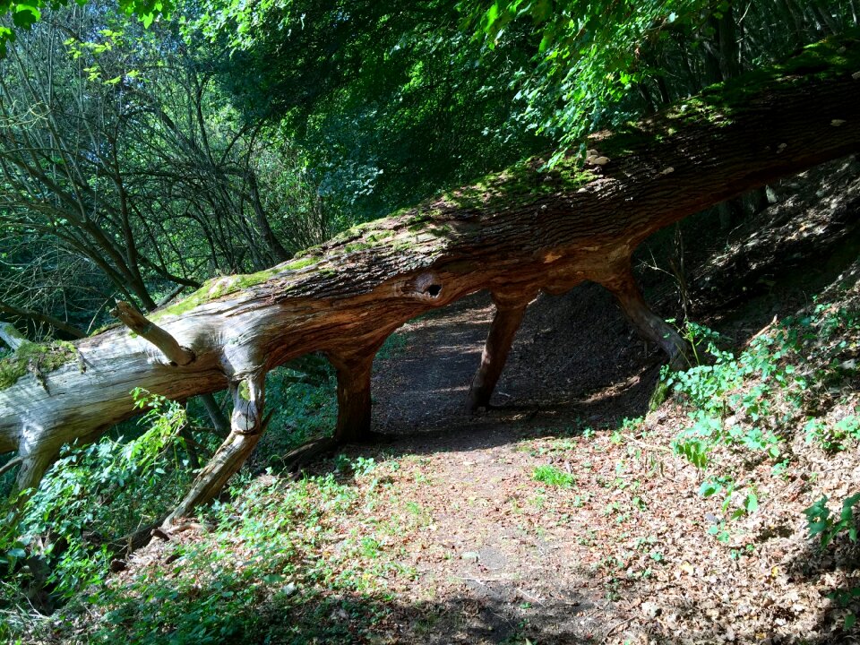 Forest hole in the tree trunk nature recording