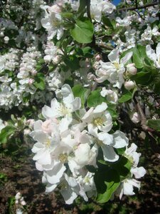 Spring apple flower flowering tree photo