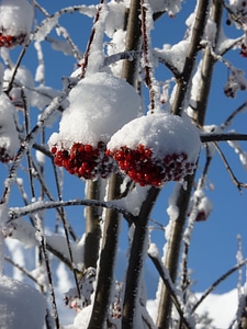 Red berries winter photo
