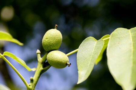 Nature tree branch photo