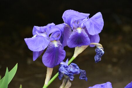 Garden blue botany photo