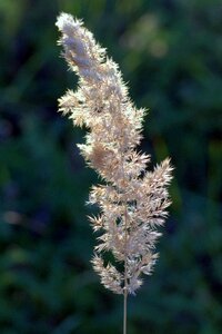 Meadow grass seeds grass photo