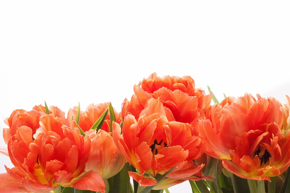 Nature flowers tulips