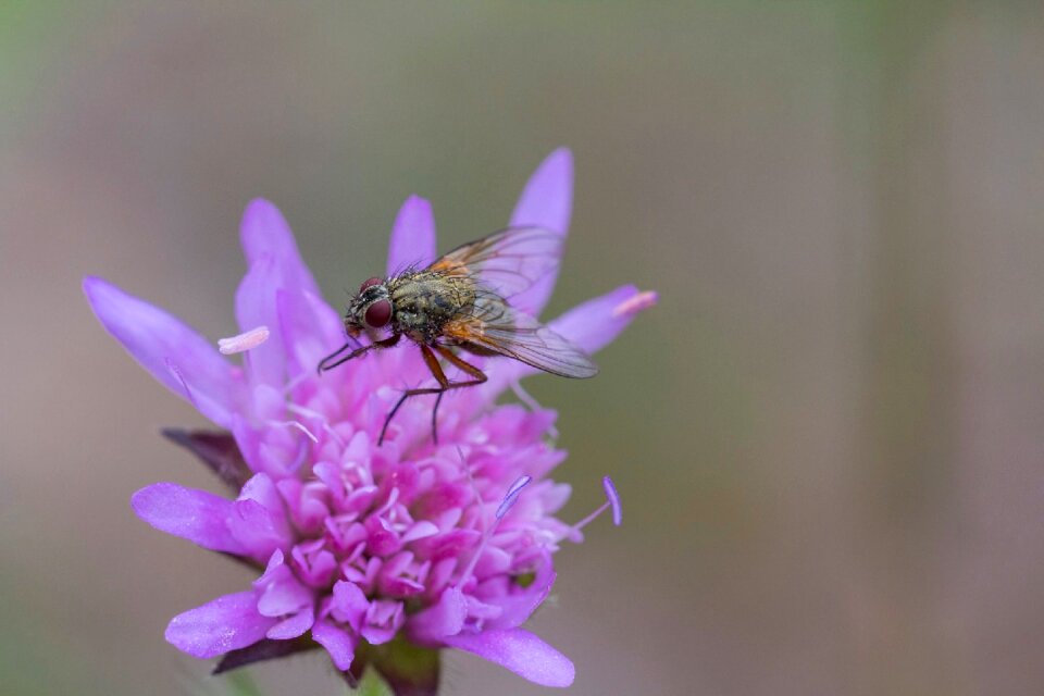 Nature plants winged insect