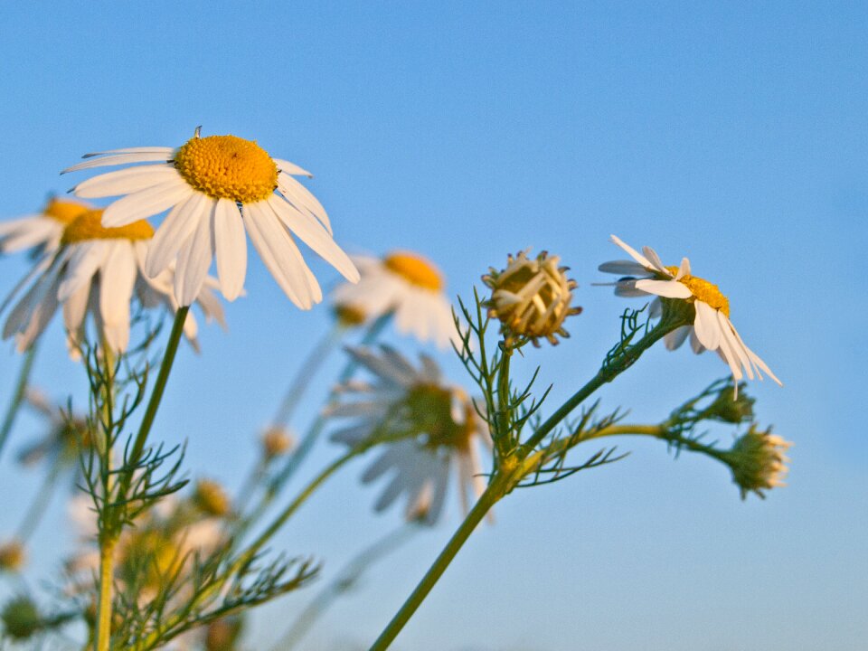 Tee chamomile wild flowers