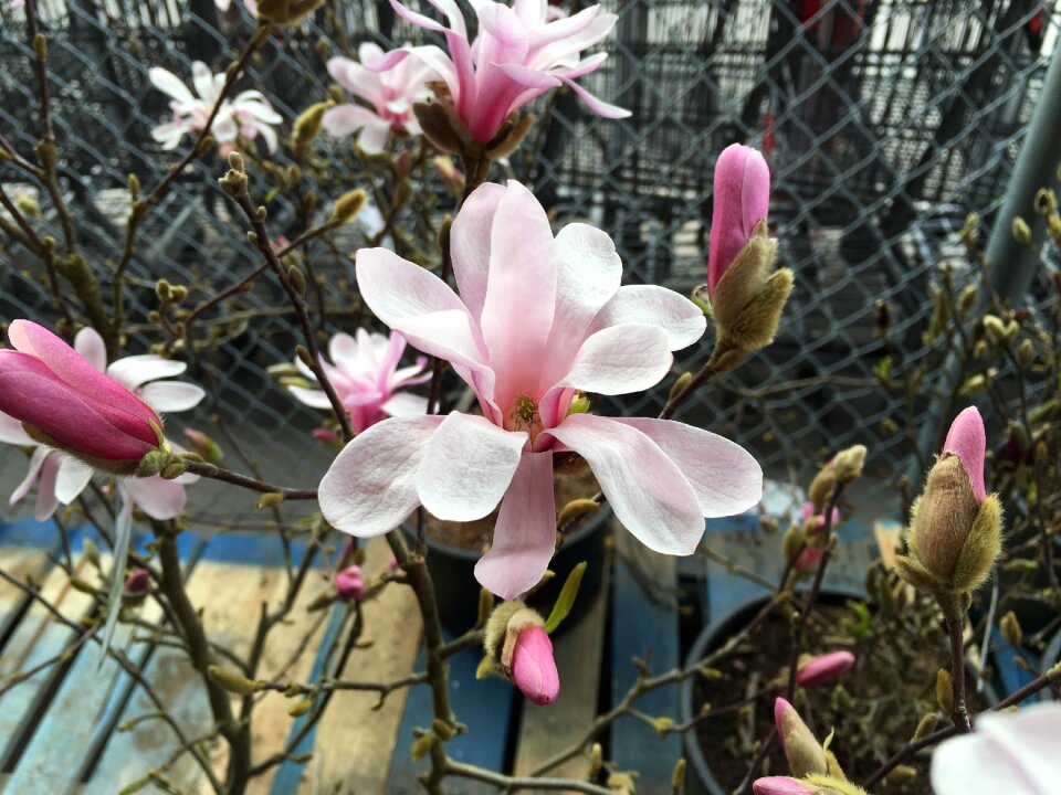 Tree pink