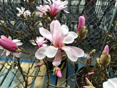Tree pink