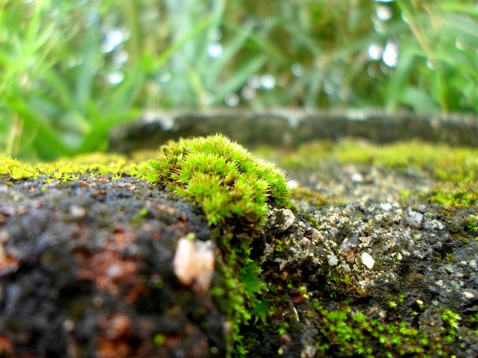 Damp surfaces growths