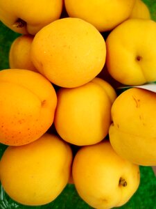 Apricot apricots yellow