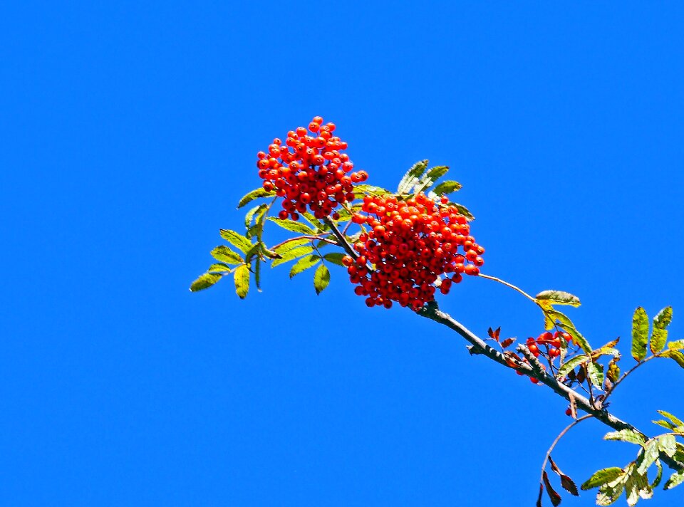 Bushes mountain ash plant