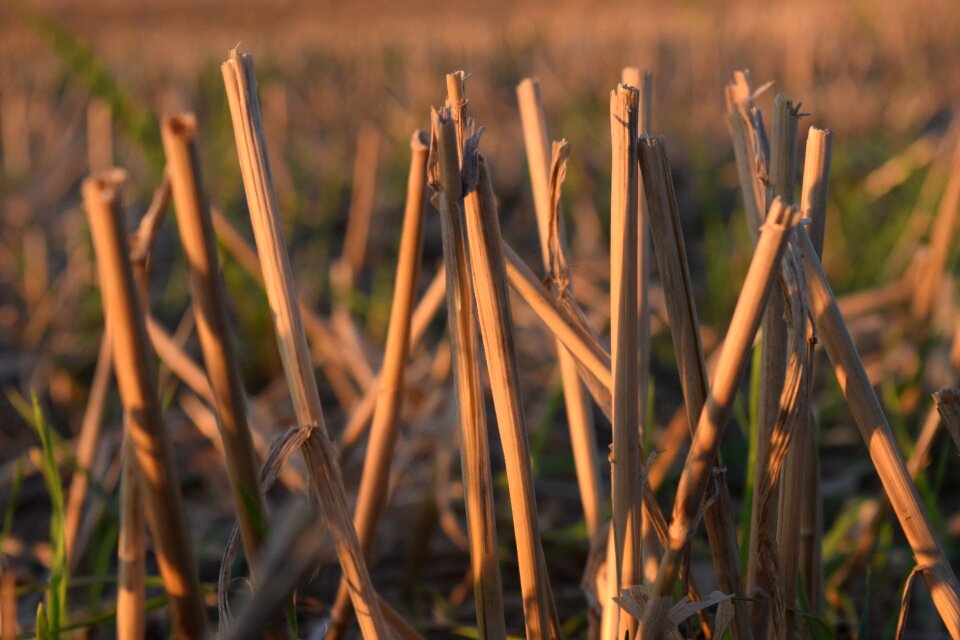 Straws corn stalks nature