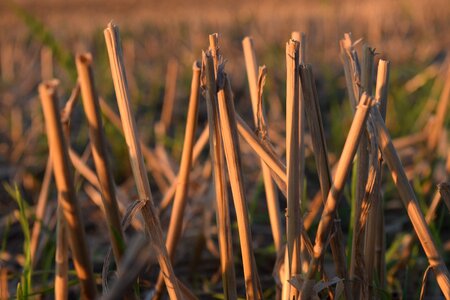 Straws corn stalks nature photo