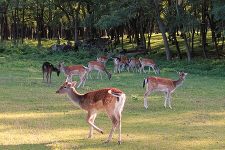 Fallow deer landscape grass