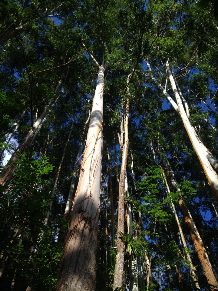 Divine trees nature landscape