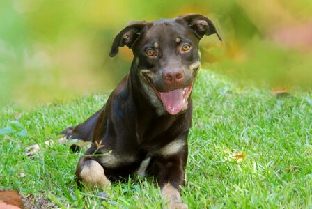 Pet friendship canine photo