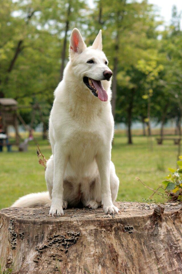 Friend dog portrait white dog