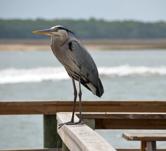 Egret nature blue