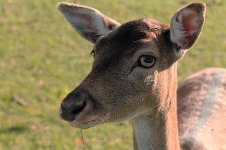Nature animal scheu