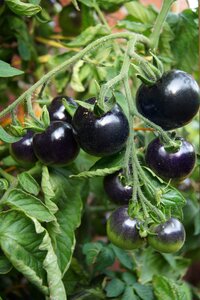 Black tomatoes tomato plant fruits