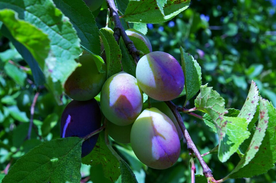 Fruit green stone fruit