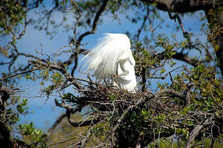 Avian nesting nest photo