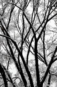 Snow branches forest photo