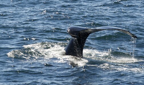 Whale marine life south pole