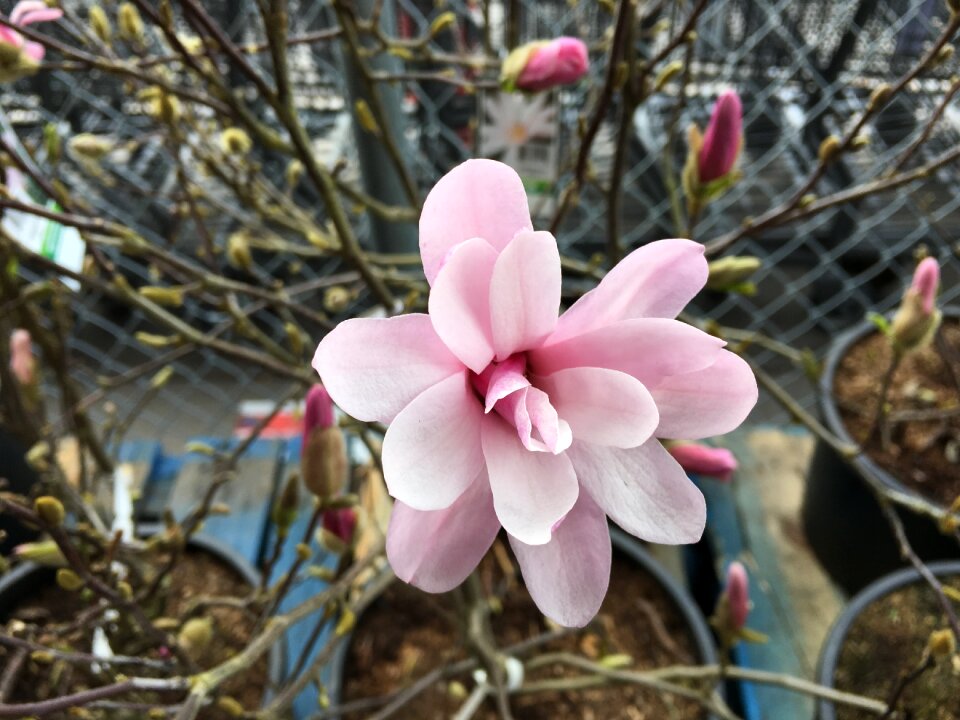 Tree pink