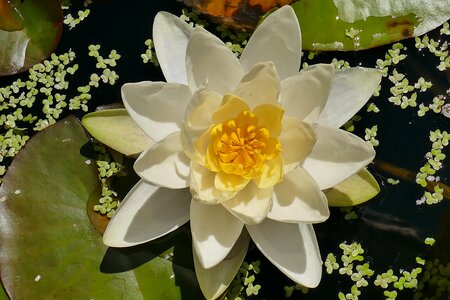 Close beautiful aquatic plant