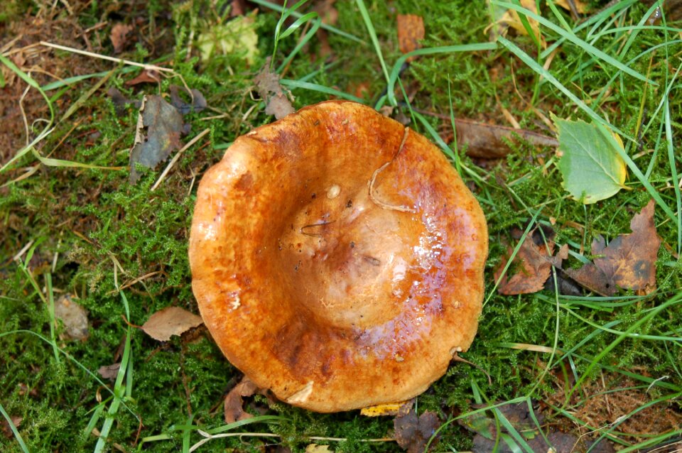 Mushroom nature autumn