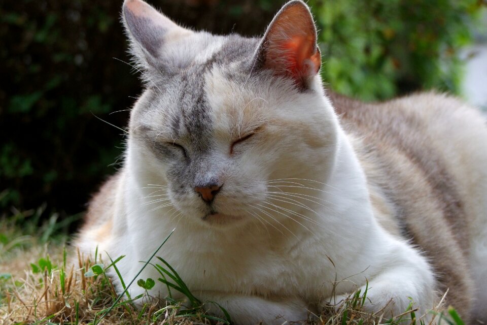 Sleepy animal rest