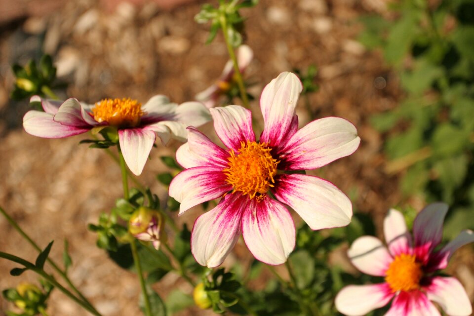 Flower bloom