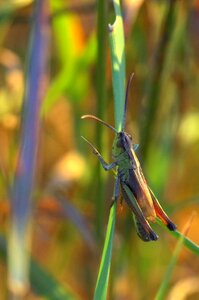 Macro the beetle nature photo