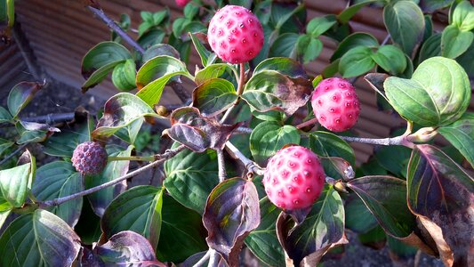 Autumn korean dogwood berry